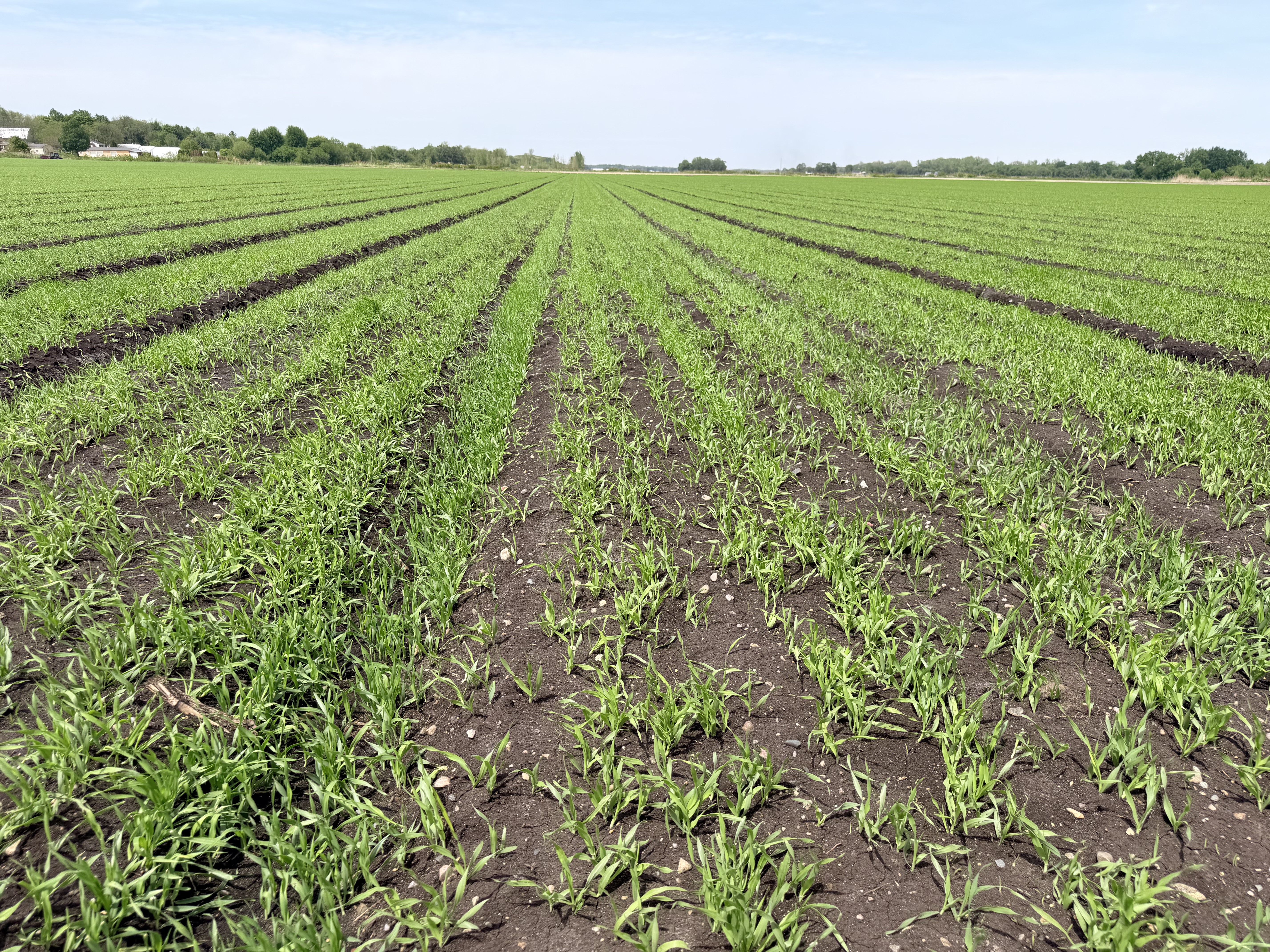 A field of cover crops and hard to see carrots emerging.
